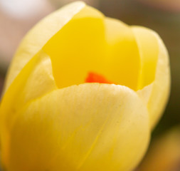 Yellow snowdrop flower on nature in spring