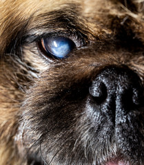Blindness in the dog's eye.