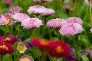 Pretty pink Bellis flowers