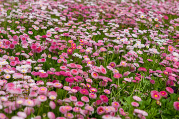 Pretty pink Bellis flowers