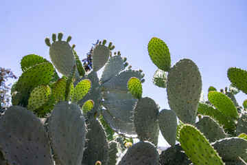 Young shoots of cactus Sabra in backlight against a blurred background of thorny thickets closeup