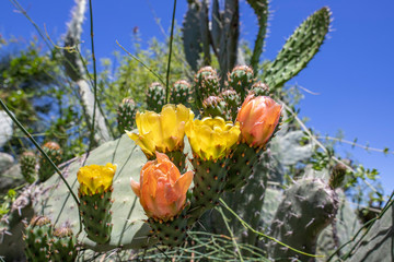 Sabra cactus buds and flowers against a blurry background of prickly thickets closeup