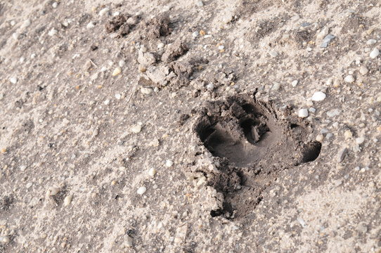 wolf hund abdruck pfote tapse
