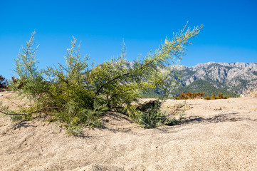 The coast of Mediterranean sea