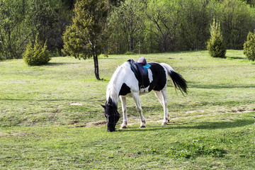 a black and white horse with a saddle of grass on a green meadow