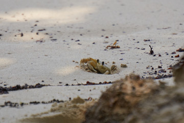 Ghost Crab (Sand Crab) next to burrow on beach