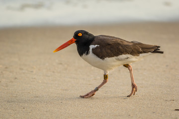 American Oystercatcher (Haematopus palliatus) with bands, number 38, walks along the beach at daybreak in Cape May, NJ