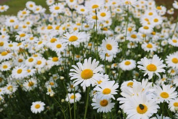 Fototapeta premium マーガレット 花壇 春 茨城