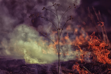 Fototapeta premium fire in the field / fire in the dry grass, burning straw, element, nature landscape, wind