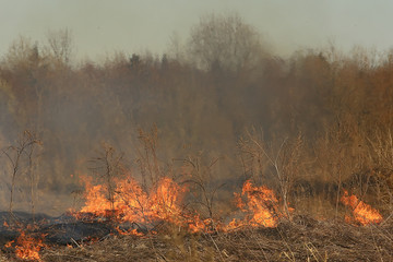 fire in the field / fire in the dry grass, burning straw, element, nature landscape, wind