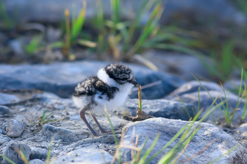 little cute chick / little gull in the wild, beautiful chick in the wild