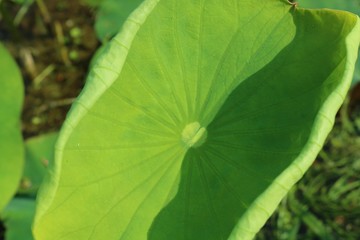 春の蓮の葉　大賀ハス　育つ　池　茨城