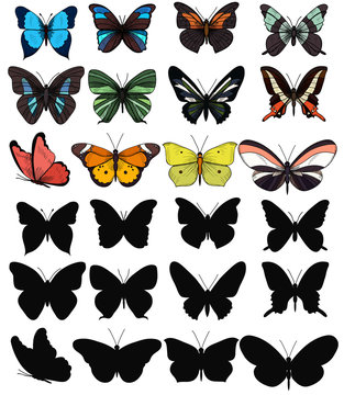  isolated set of multicolored butterflies on white background