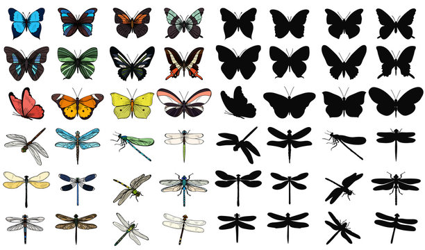  isolated set of multicolored butterflies and dragonflies on a white background