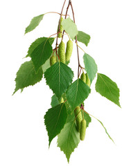Leaves of birch tree isolated on white background