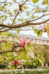 Bright pink magnolia flowers blossom background with beautiful blurred bokeh effect.