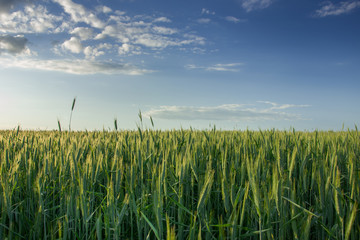Green field with grain and white clouds on blue sky