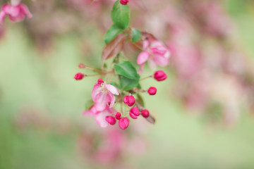 Fototapeta na wymiar Colorful pink bud of flowers in blossom on spring tree in park. Nature, summer, macro, flowers concept