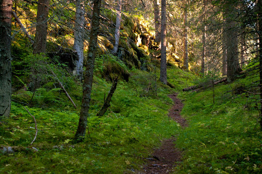 forest in summer