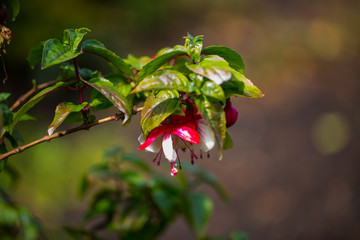 Fuchsia magellanica, Madame Cornelissen, Macro shot, in the garden, spring