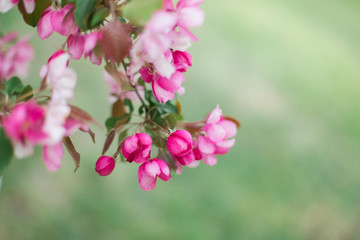 Colorful pink bud of flowers in blossom on spring tree in park. Nature, summer, macro, flowers concept