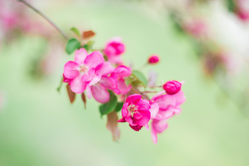 Colorful pink bud of flowers in blossom on spring tree in park. Nature, summer, macro, flowers concept
