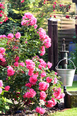 Rosenbeet / Rosen im Garten