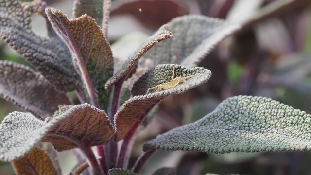 Crab Spider, Philodromus sp, hiding on a Sage Leaf