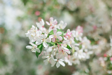 Colorful pink bud of flowers in blossom on spring tree in park. Nature, summer, macro, flowers concept