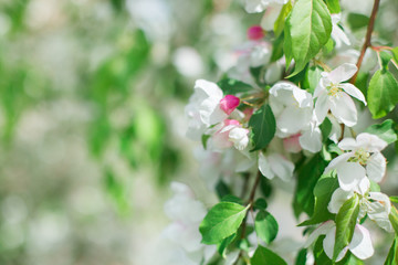 Colorful pink bud of flowers in blossom on spring tree in park. Nature, summer, macro, flowers concept