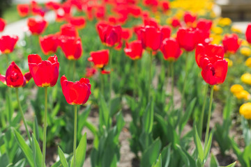 Colorful red tulips of flowers in blossom on summer park. Nature, summer, macro, flowers concept
