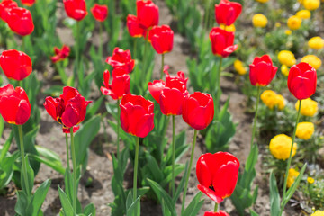 Colorful red tulips of flowers in blossom on summer park. Nature, summer, macro, flowers concept
