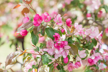 Colorful pink bud of flowers in blossom on spring tree in park. Nature, summer, macro, flowers concept