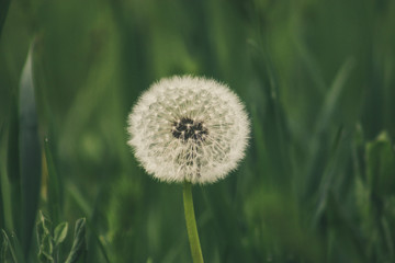 blowball dandelion close-up on green backgroud