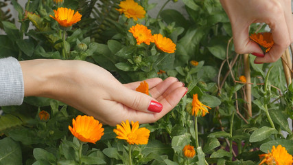 Picking calendula flower buds