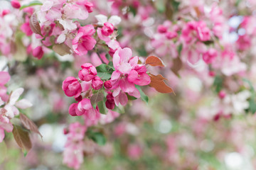 Fototapeta premium Colorful pink bud of flowers in blossom on spring tree in park. Nature, summer, macro, flowers concept
