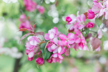 Colorful pink bud of flowers in blossom on spring tree in park. Nature, summer, macro, flowers concept