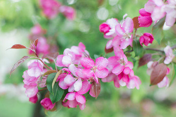 Obraz premium Colorful pink bud of flowers in blossom on spring tree in park. Nature, summer, macro, flowers concept