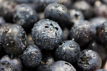blueberries on white background