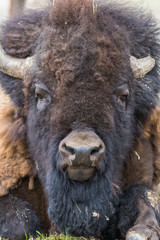 huge male american bison © Mircea Costina