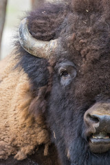 huge male american bison