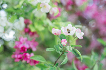 Colorful pink bud of flowers in blossom on spring tree in park. Nature, summer, macro, flowers concept