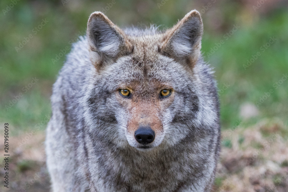 Wall mural Coyote portrait