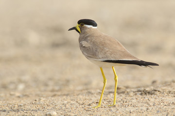 Yellow Wattled Lapwing in breeding plumage 