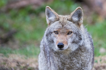Coyote portrait