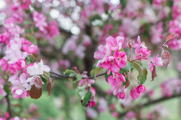 Colorful pink bud of flowers in blossom on spring tree in park. Nature, summer, macro, flowers concept