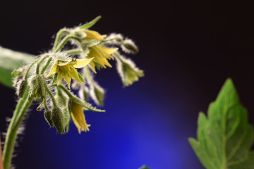 Solanum lycopersicum ft9105_0312
