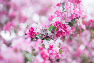 Colorful pink bud of flowers in blossom on spring tree in park. Nature, summer, macro, flowers concept