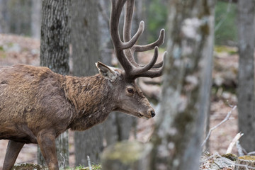 red deer stag in spring