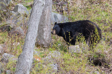 Obraz premium Male black bear in spring